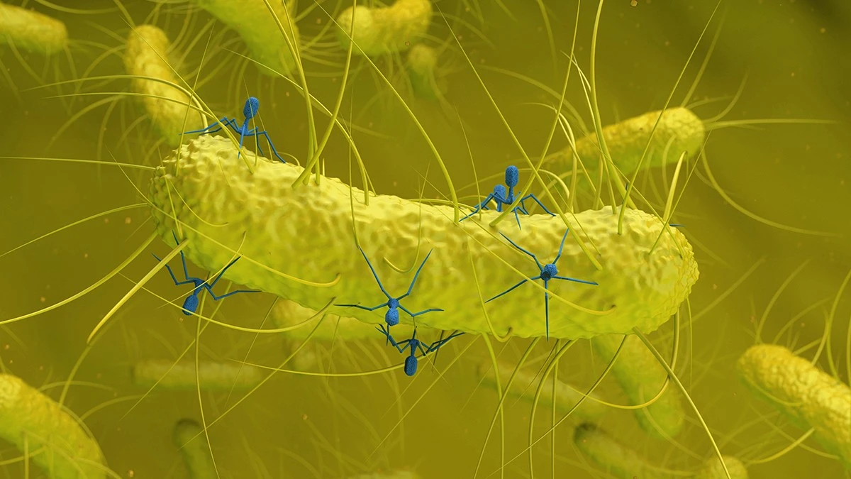 Proč běžná střevní bakterie u někoho spouští rakovinu: Vědci našli skrytý virus