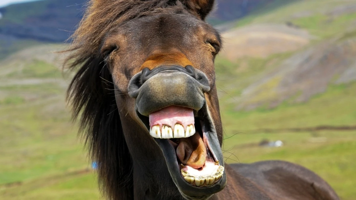 Proč koně při řehtání vlastně pískají: Tajemství dvou zvuků v jednom hrdle