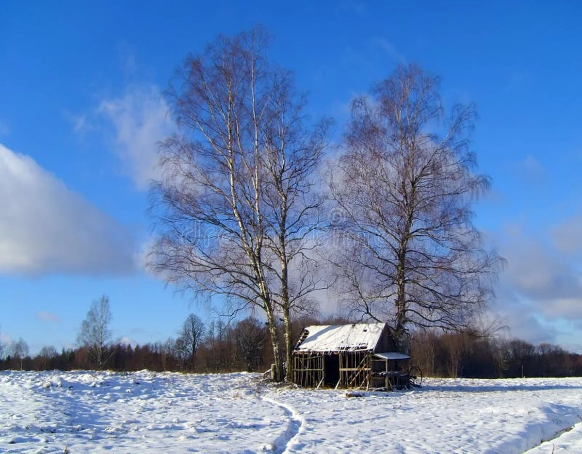 Proč letos dřevo stojí 500 eur: 5 chyb, které vás zruinují - image 1