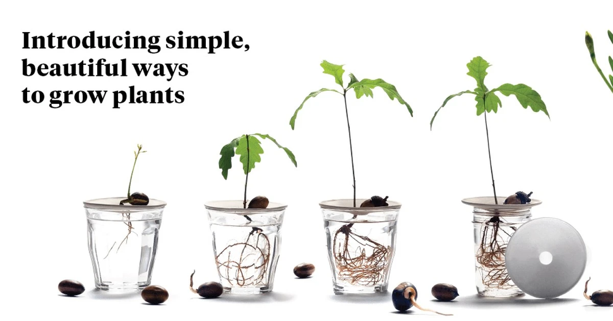 Proč letos vynechat hnojiva: Obyčejná voda v únoru 2026 šokuje pěstitele - image 1