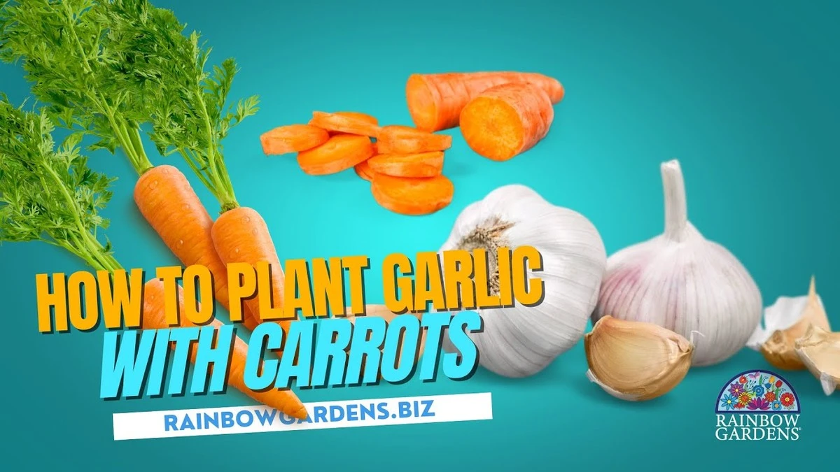 Proč sázet mrkev vedle česneku: 3 tiché výhody, které v roce 2026 změní vaši úrodu - image 1