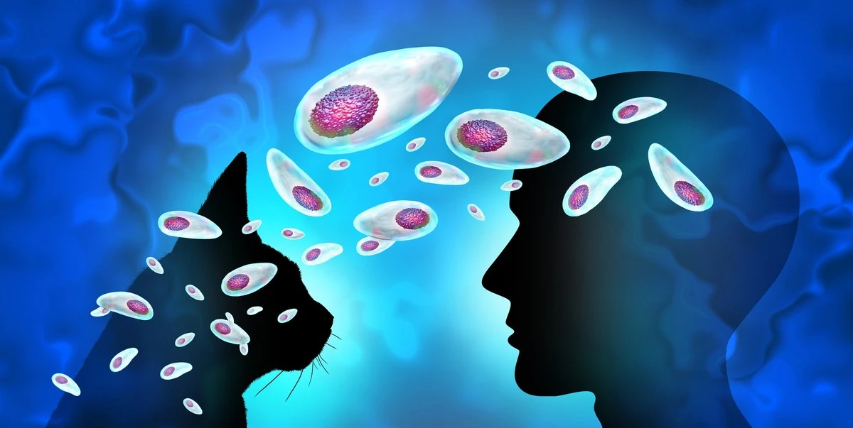 Proč se imunitní buňky v mozku raději zničí, než aby propustily parazita - image 1