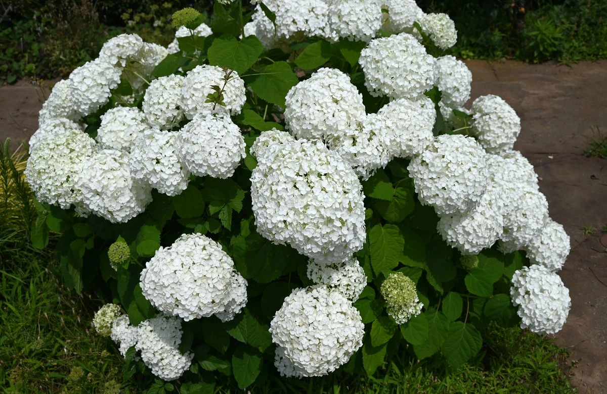 Proč se letos nevyplácí hnojit hortenzie hned po jarním střihu