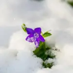 Proč se raději ještě netěšit na jaro: Atlantické bouře a husté mlhy ovládnou Česko