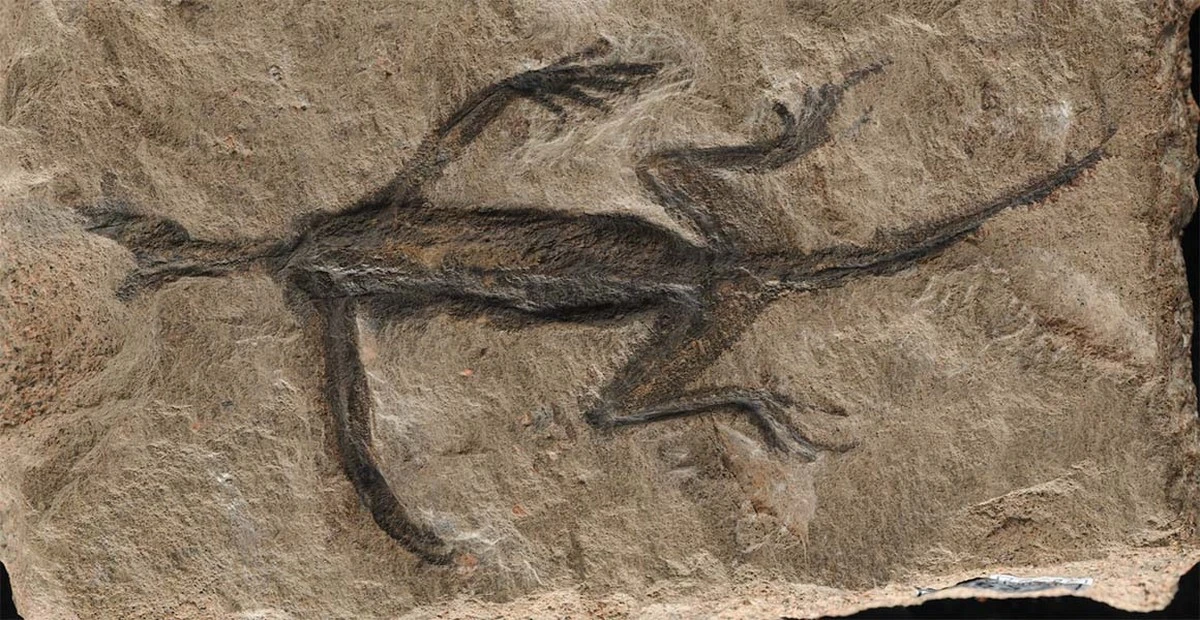 Proč vědci v Durynském lese zkoumají 290 milionů let starý otisk v bahně - image 1