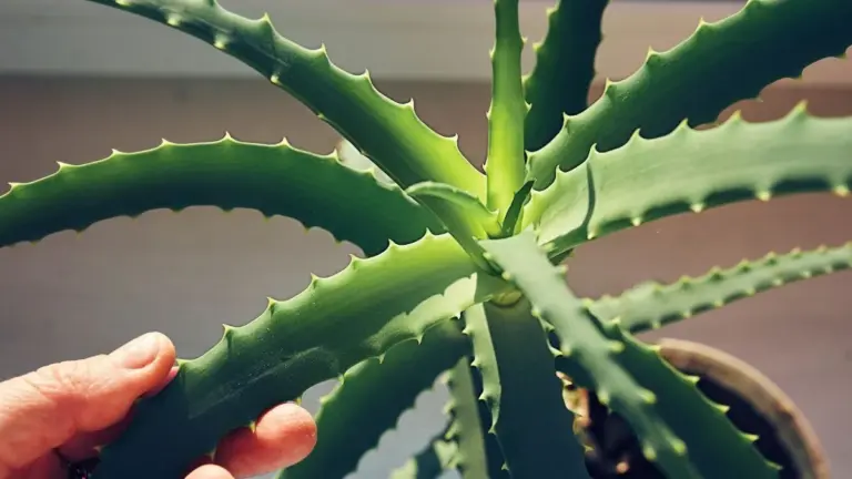 Proč vědci vkládají naději do beta-sitosterolu z listů aloe vera