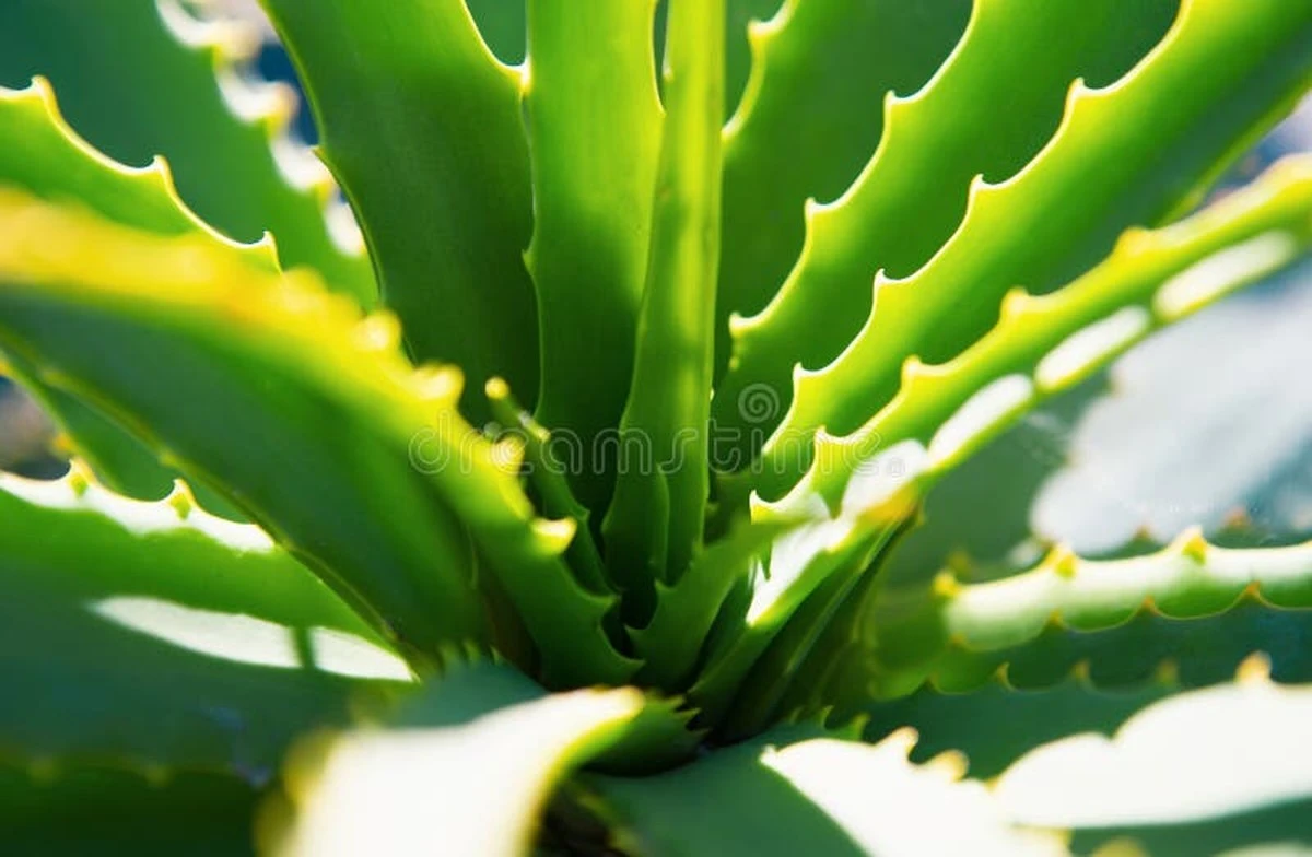 Proč vědci vkládají naději do beta-sitosterolu z listů aloe vera - image 1