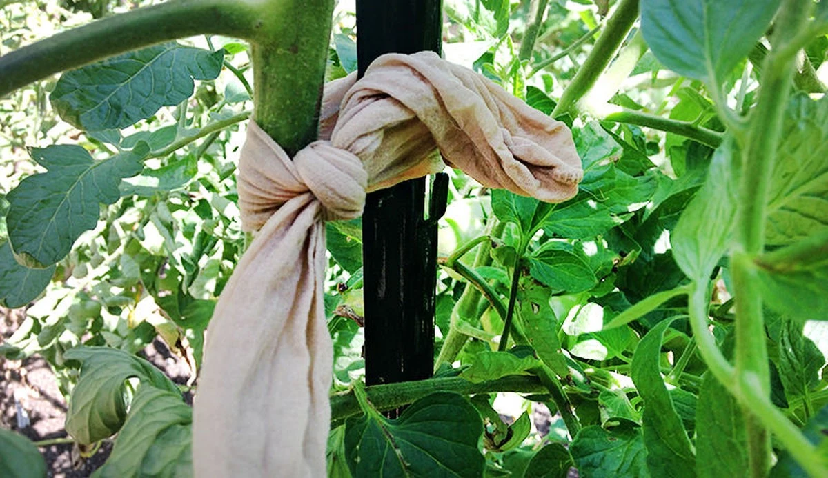 Proč zkušené hospodyňky dávají staré silonky do květináčů a pod vysavač - image 1