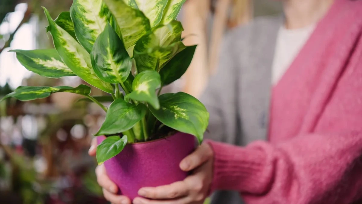 Proč zkušení pěstitelé otírají listy diefenbachie vlhkým hadříkem