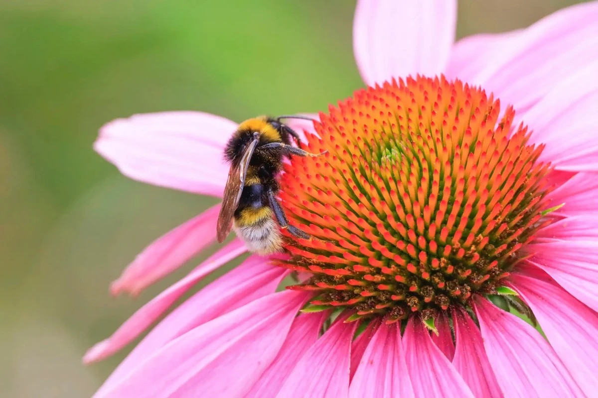 Proč zkušení zahradníci sázejí fialovou šalvěj místo okrasných keřů