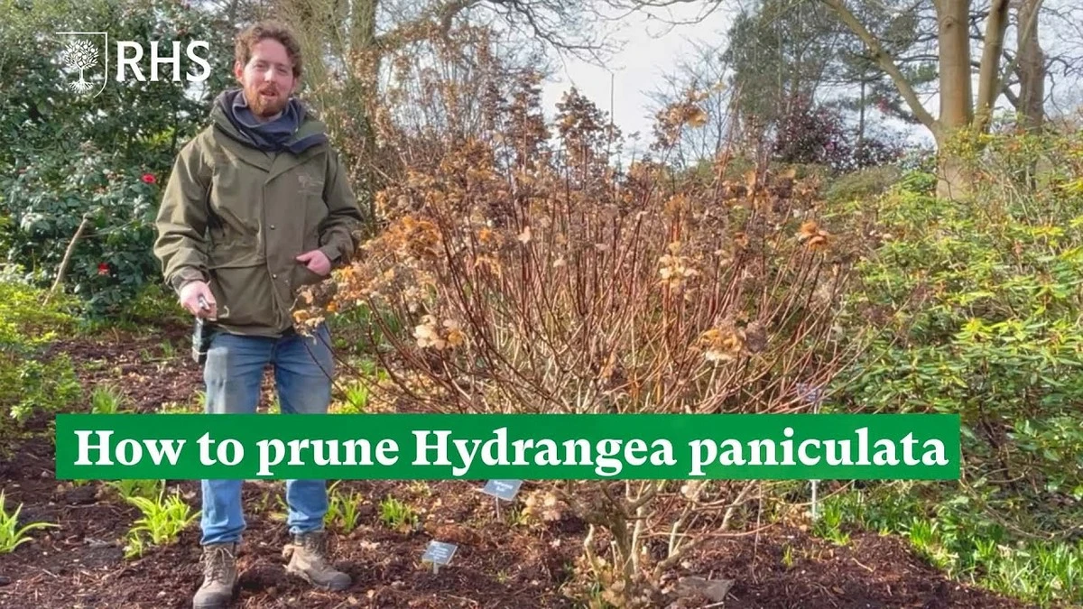 Proč zkušení zahradníci stříhají hortenzie na pouhých 30 centimetrů - image 1