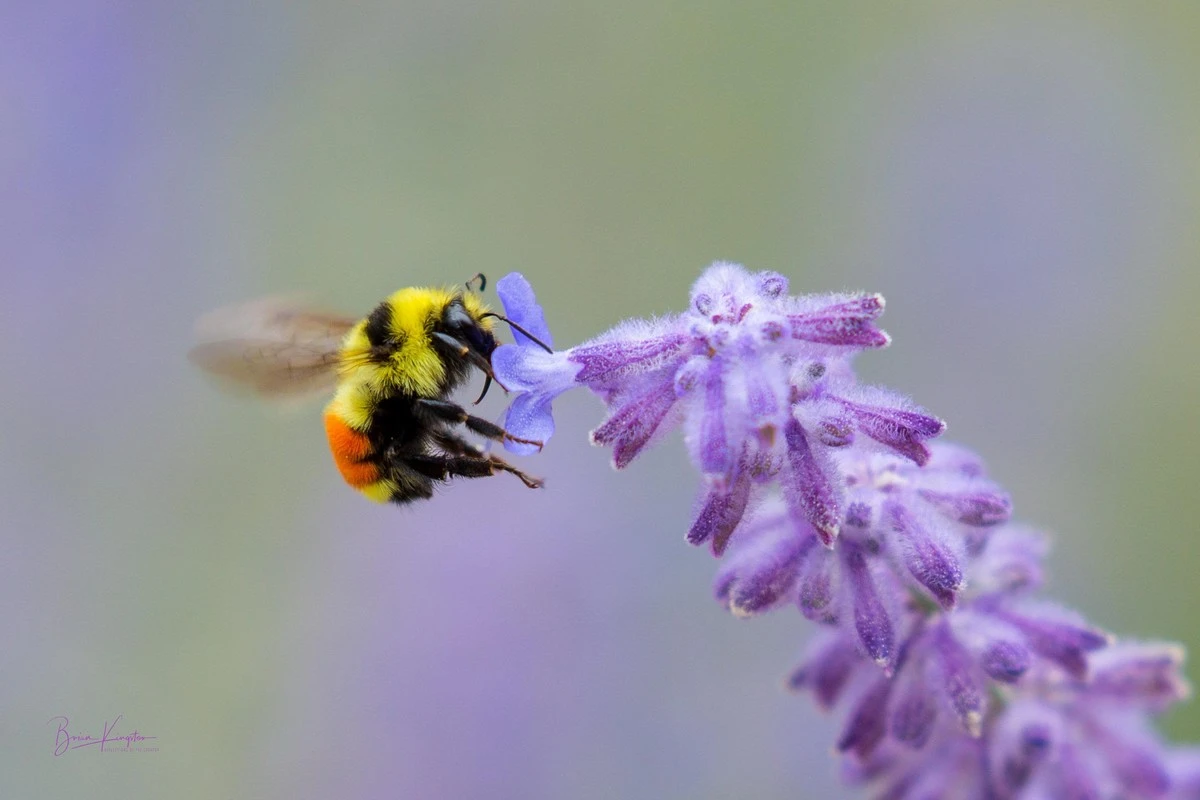 Proč zkušení zahrádkáři sázejí fialové trvalky místo anglického trávníku - image 1