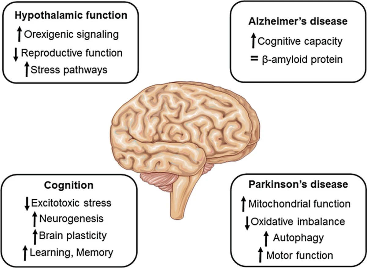 Půst a mozek: Analýza 71 studií odhalila pravdu o vaší pozornosti - image 1