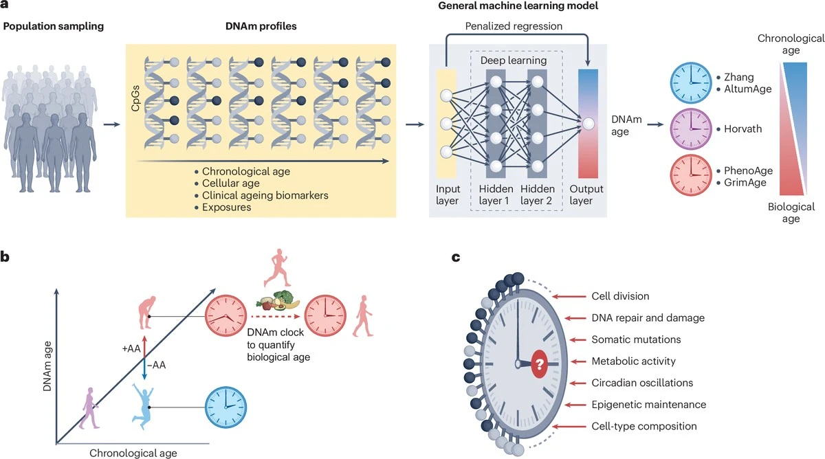 Stárnete skokově? Vědci odhalili 2 kritické věky: 44 a 60 let - image 1