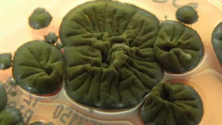 Černá plíseň z Černobylu využívá radiaci jako potravu: Proč vědce fascinuje její melanin