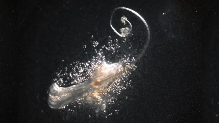 Proč japonští vědci začali do zkumavek přidávat třetí typ buněk