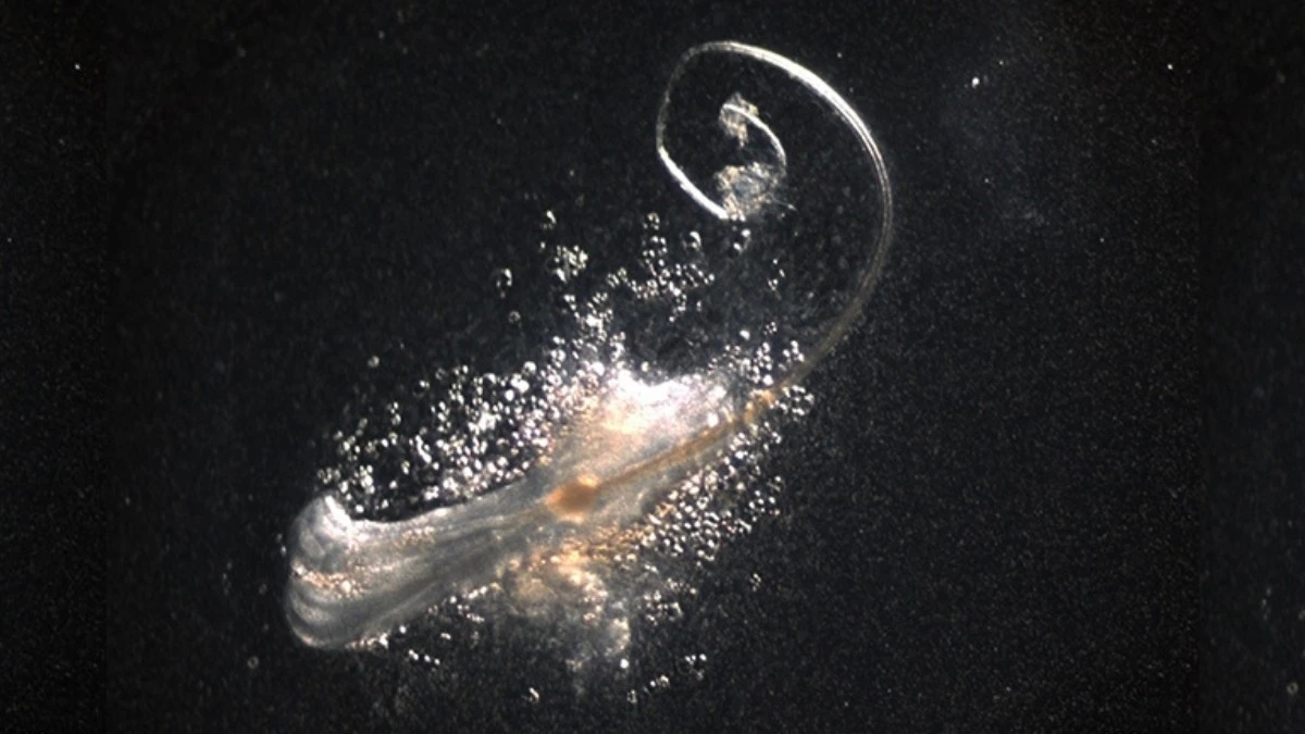 Proč japonští vědci začali do zkumavek přidávat třetí typ buněk