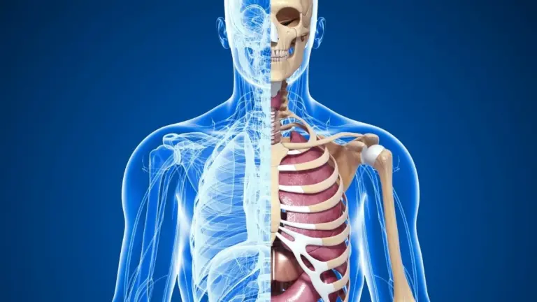 Proč jsou učebnice anatomie neúplné a co to znamená pro vaše zdraví
