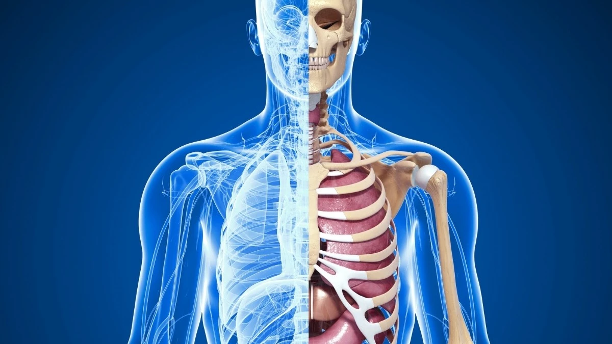 Proč jsou učebnice anatomie neúplné a co to znamená pro vaše zdraví