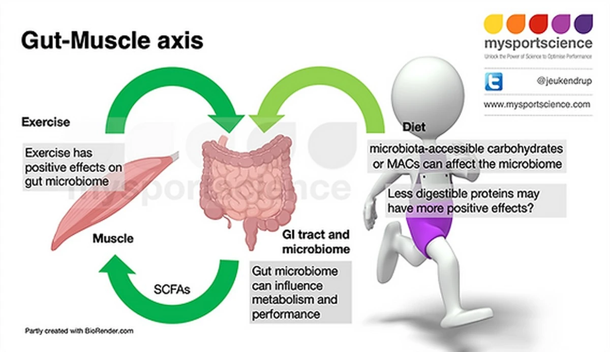 Proč mají někteří lidé o 30 % věší sílu díky jediné bakterii ve střevech - image 1