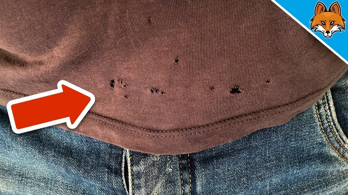 Proč mají vaše trička dírky v úrovni pasu: Moli za to obvykle nemohou - image 1