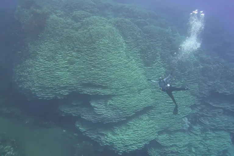 Proč obří korál v kráteru sopky přežil tisíce let, zatímco jiné útesy umírají