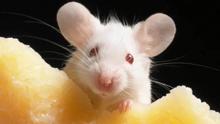 Proč se 58. generace klonovaných myší nedožila druhého dne