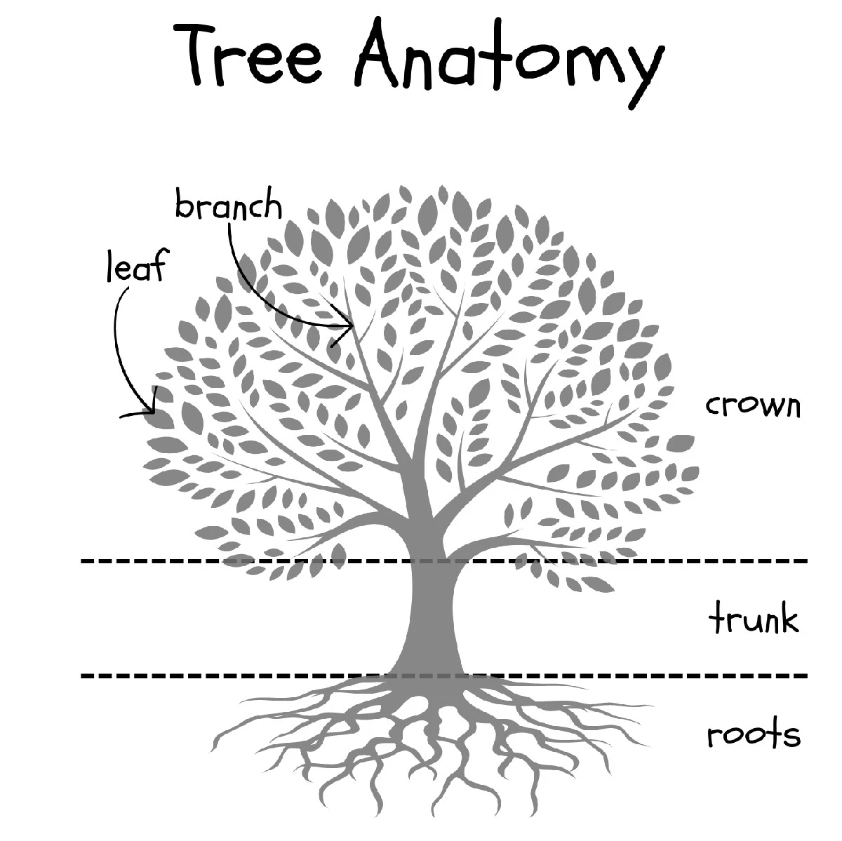 Proč se Leonardo da Vinci mýlil: Pravidlo o tloušťce větví stromů nefunguje - image 1