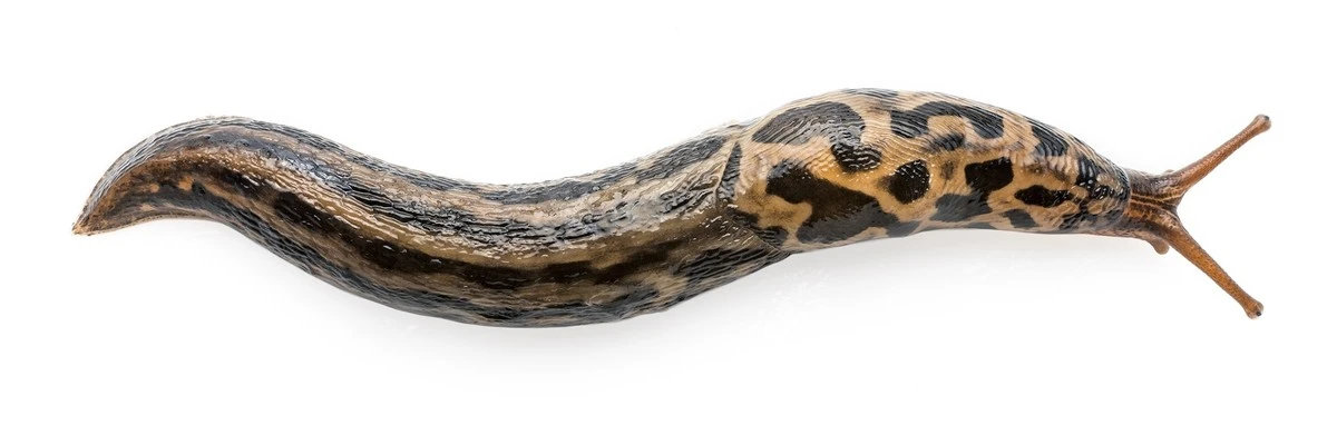 Proč se letos vyplatí nechat tygrované slimáky na pokoji - image 1