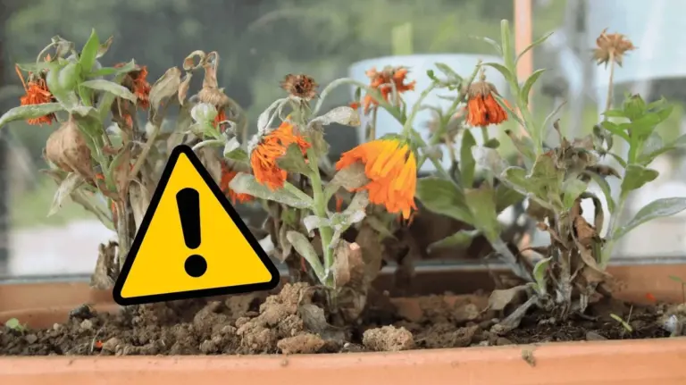 Proč se na hlíně v květináči dělá bílá krusta a jak zachránit spálené listy