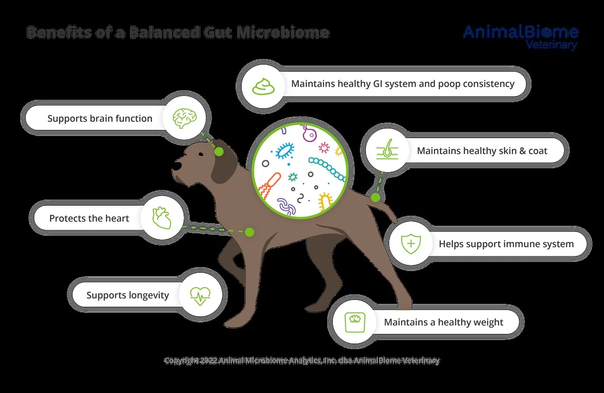 Proč se o přežití psa při rakovině rozhoduje v jeho střevech - image 1