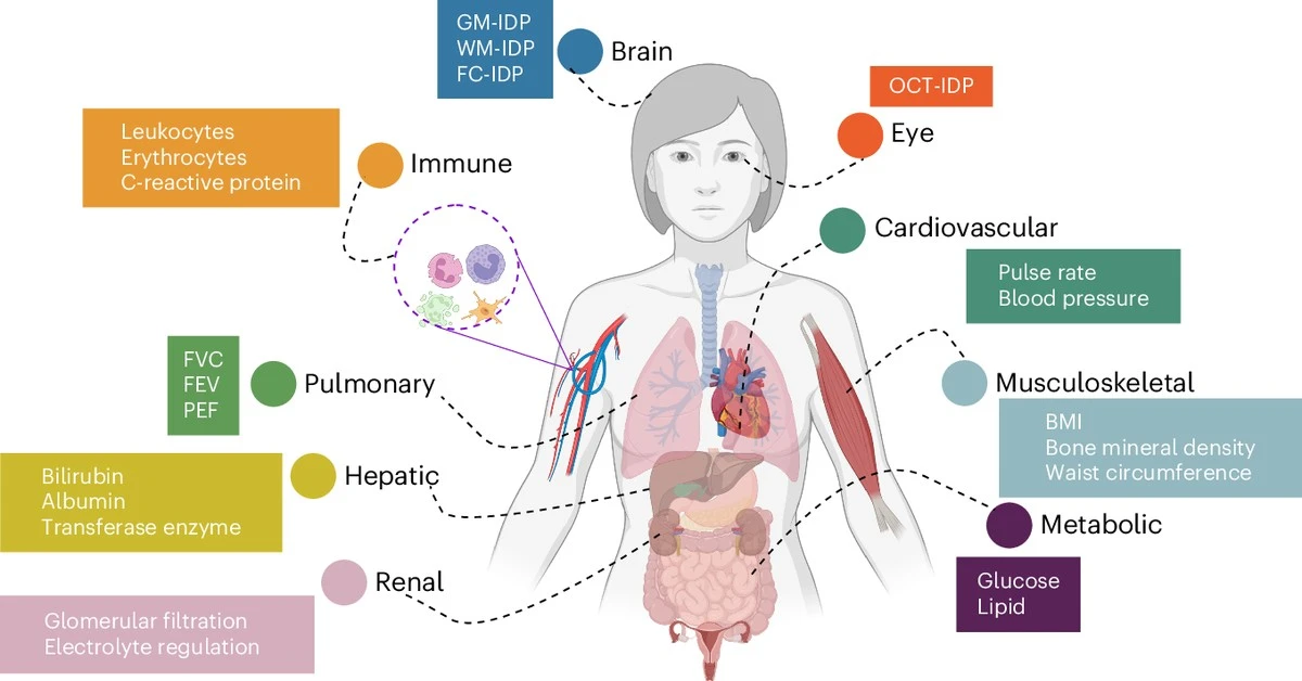 Proč se po padesátce všechno změní: Vědci objevili věk, kdy naše tělo začíná stárnout skokem - image 1