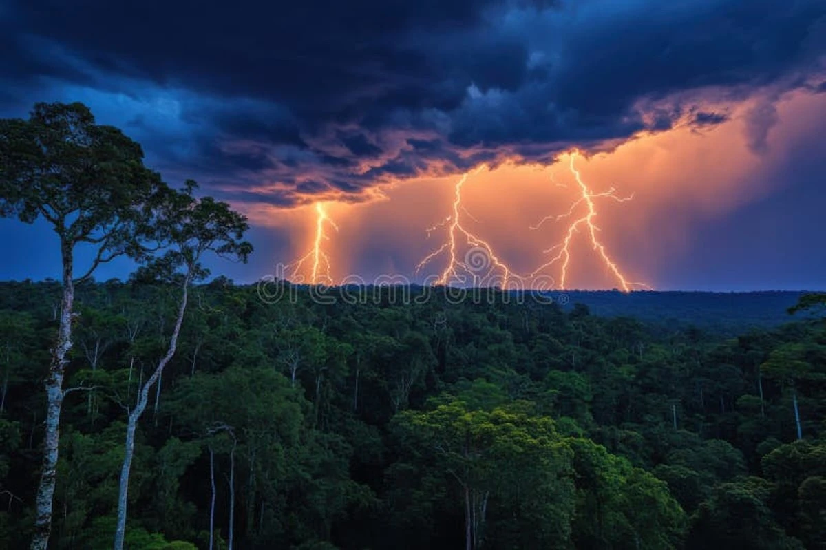 Proč se špičky stromů během bouřky rozzáří jako svítící hmyz - image 1