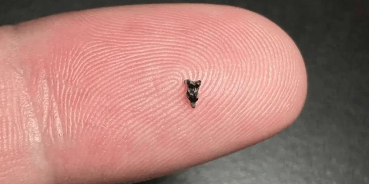 Proč se vědci zajímají o dva milimetry dlouhý nález z hlíny