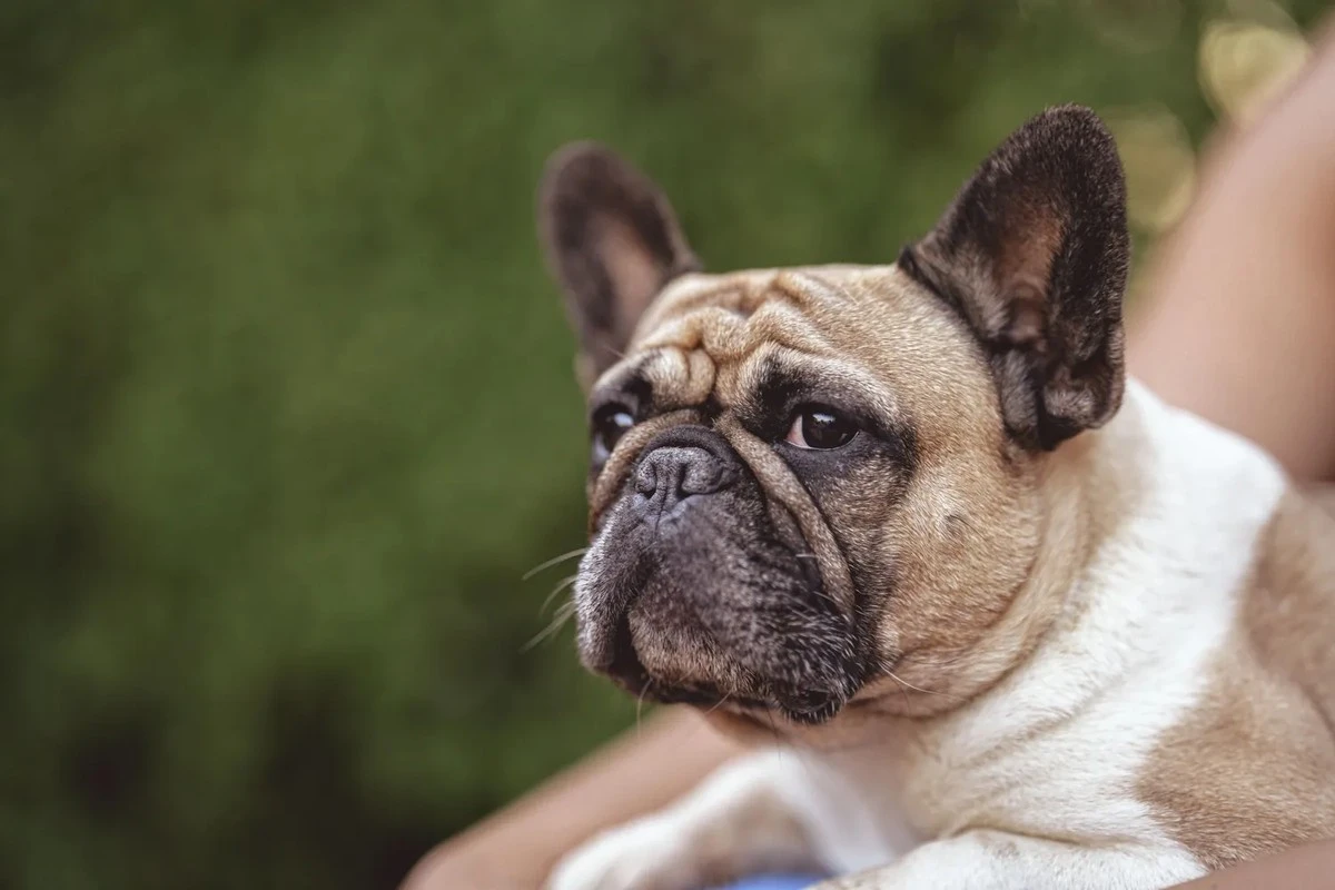 Proč se v Evropě mění pravidla pro chov mopsů a na co si dát pozor při výběru štěněte