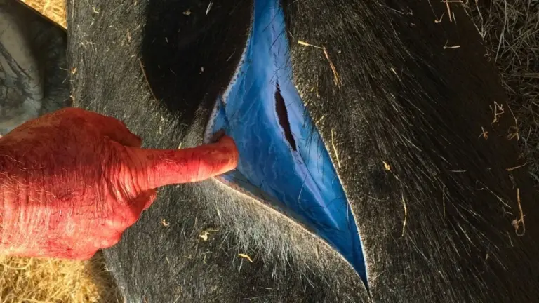 Proč se v lese objevila prasata s neonově modrým tukem