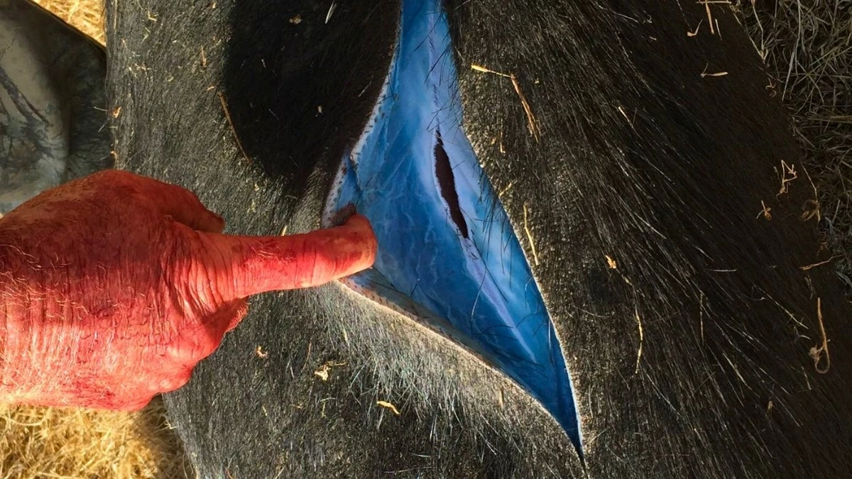 Proč se v lese objevila prasata s neonově modrým tukem