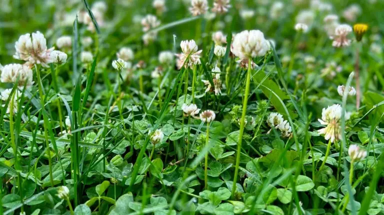 Proč se v trávníku stále objevuje jetel a co se vám tím snaží říct