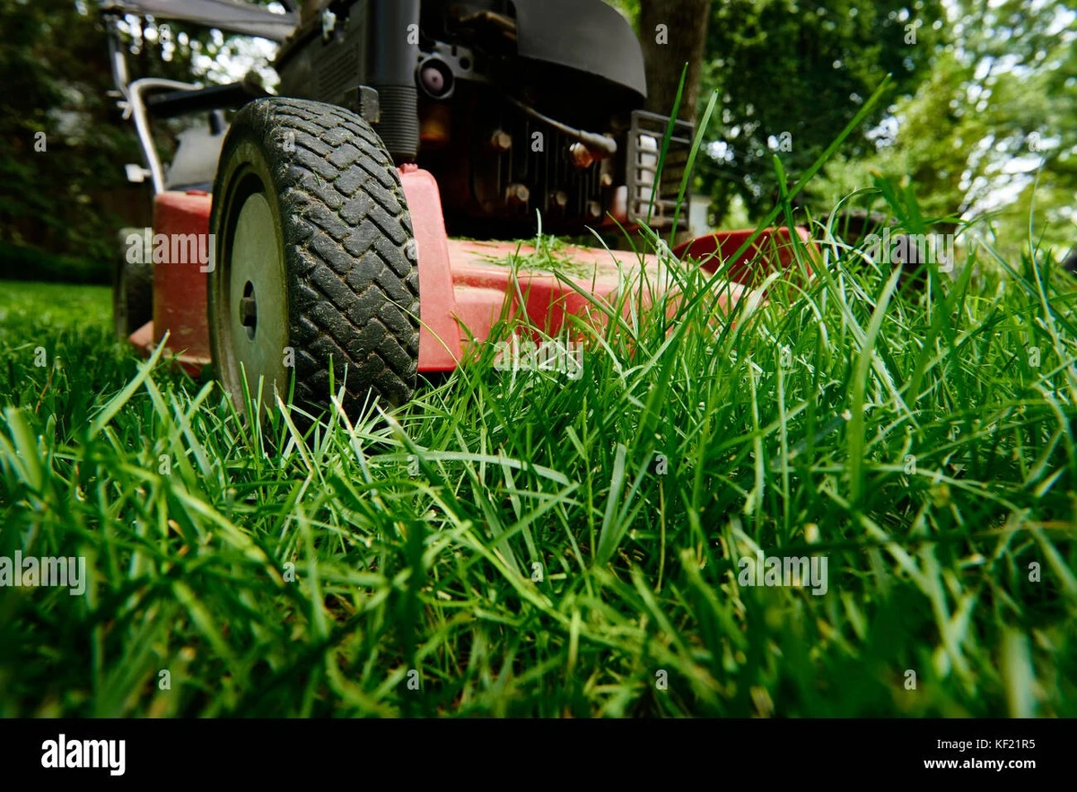 Proč se v trávníku stále objevuje plevel: Častá chyba při sečení, kterou dělá skoro každý - image 1