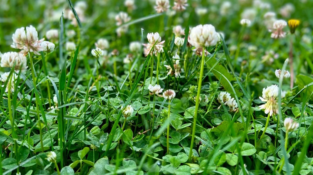 Proč se v trávníku stále objevuje jetel a co se vám tím snaží říct