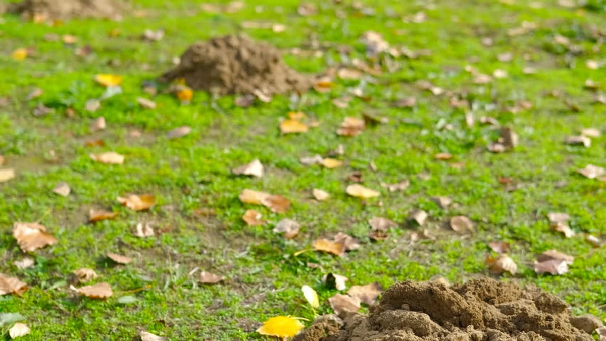 Proč se vyplatí zapíchnout do díry v trávníku klacík: Rozlište krtka od hryzce dřív, než vám zničí zahradu - image 1