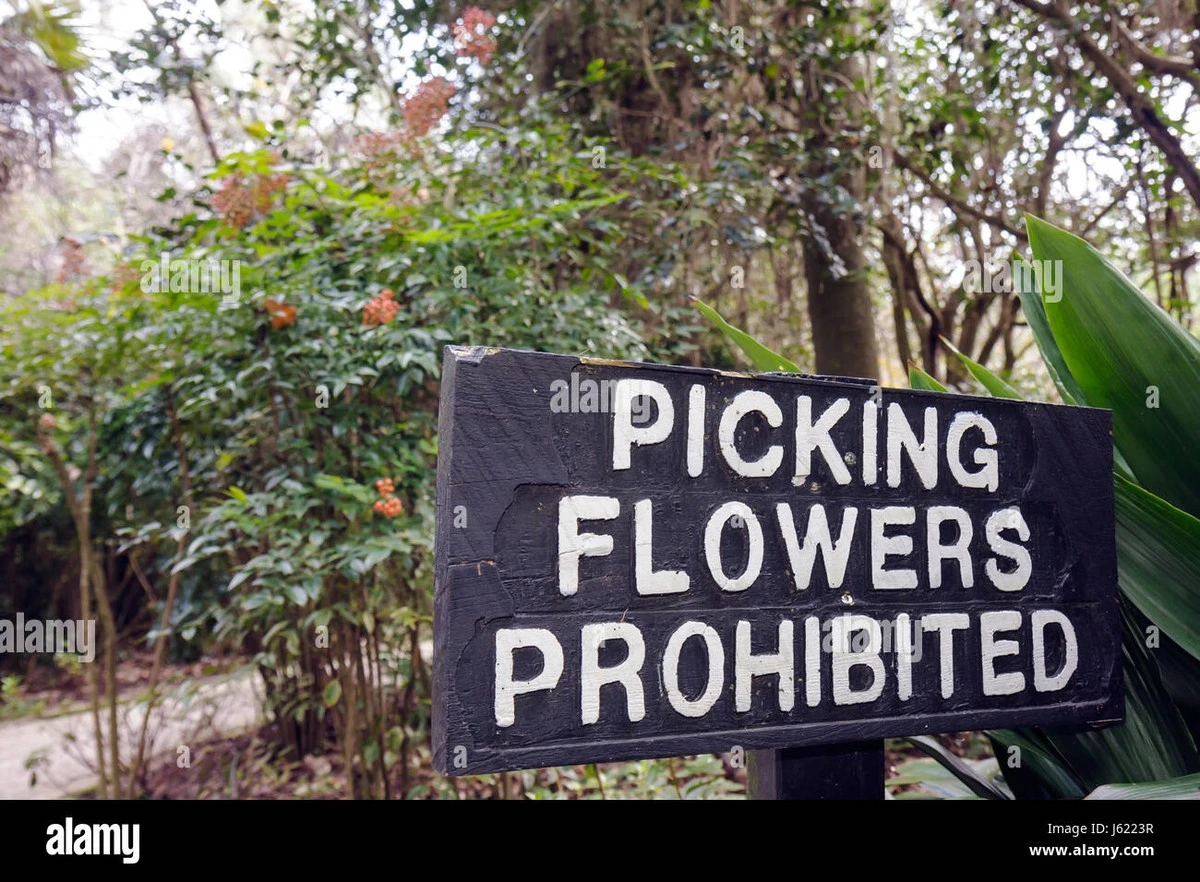 Proč vás čeští botanici mohou pokutovat za jarní kytici z lesa - image 1