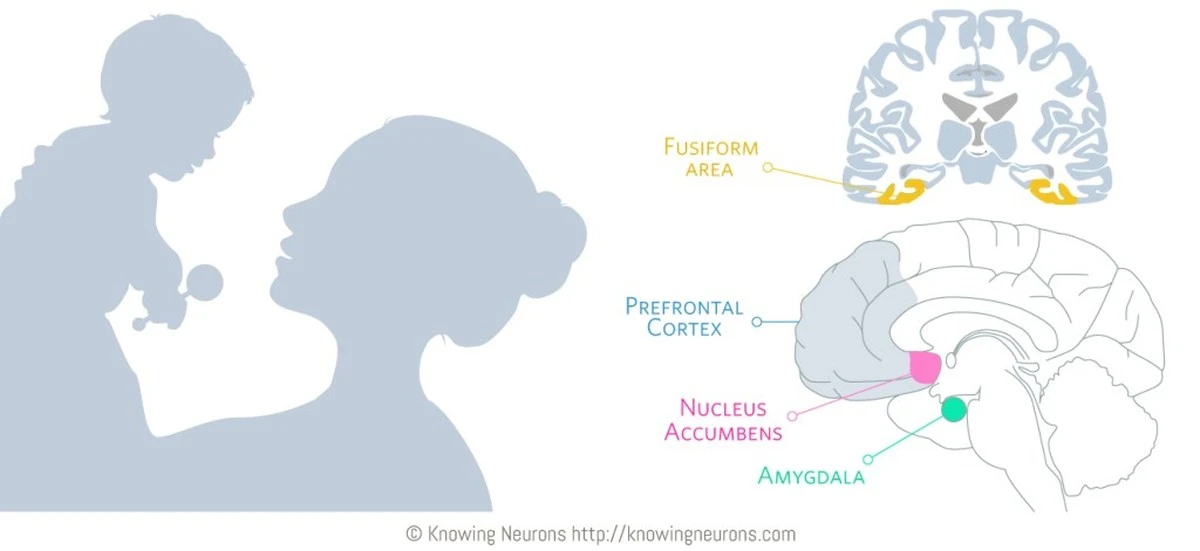 Proč váš mozek ignoruje cizí jazyk, když se hrajete se svým dítětem - image 1