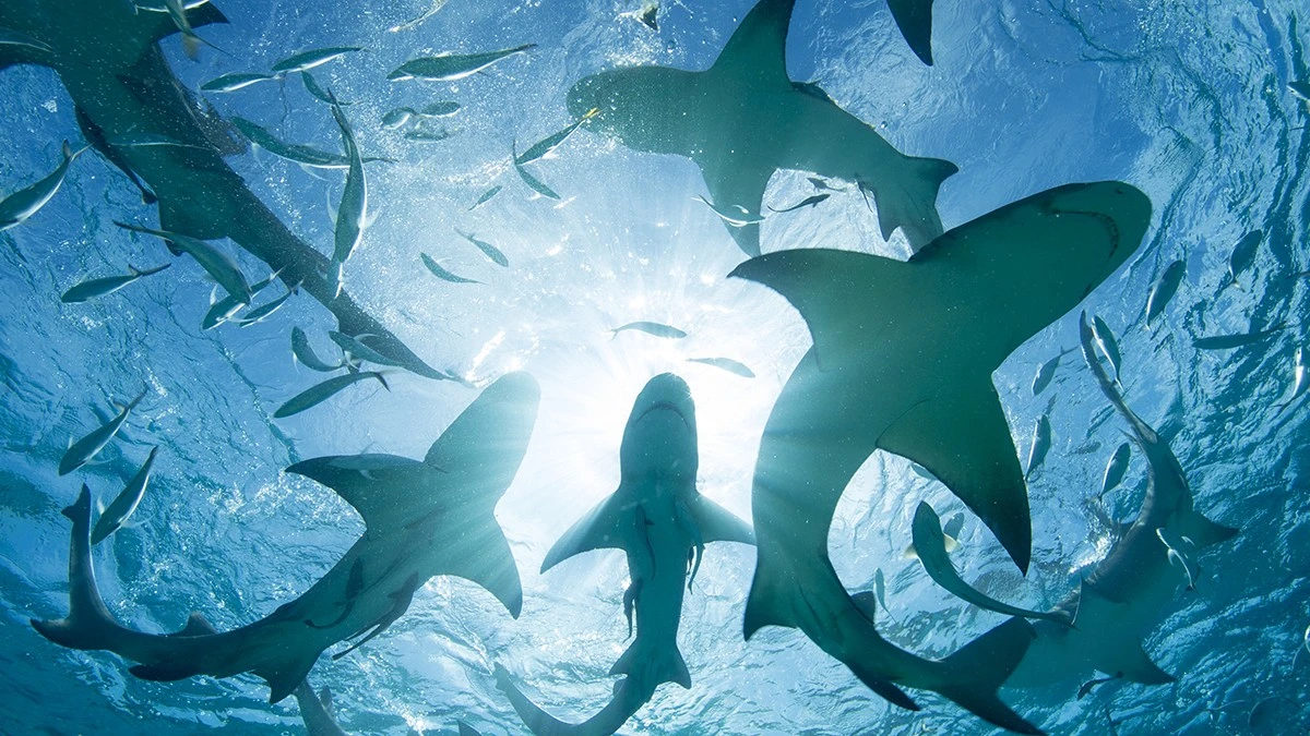 Proč vědci našli u žraloků na Bahamách stopy kokainu a kofeinu