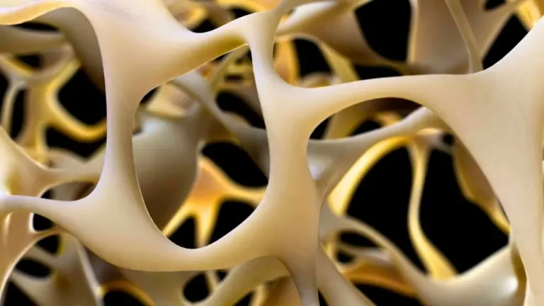 Proč vědci nyní aktivují receptor GPR133 pro posílení kostí