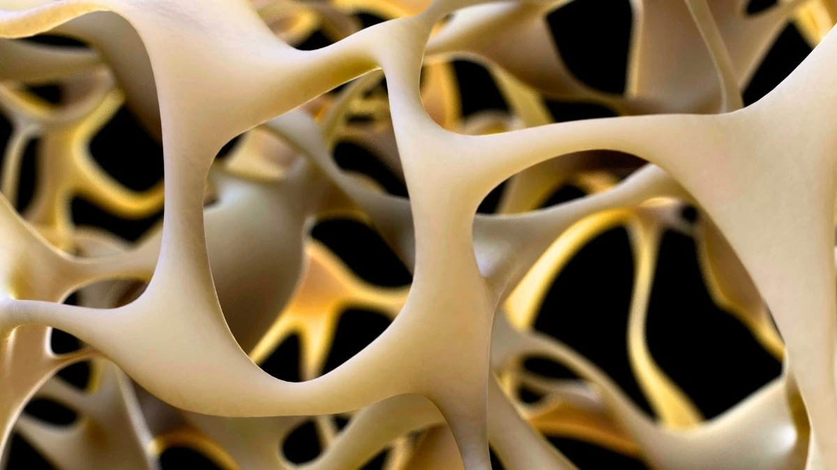 Proč vědci nyní aktivují receptor GPR133 pro posílení kostí