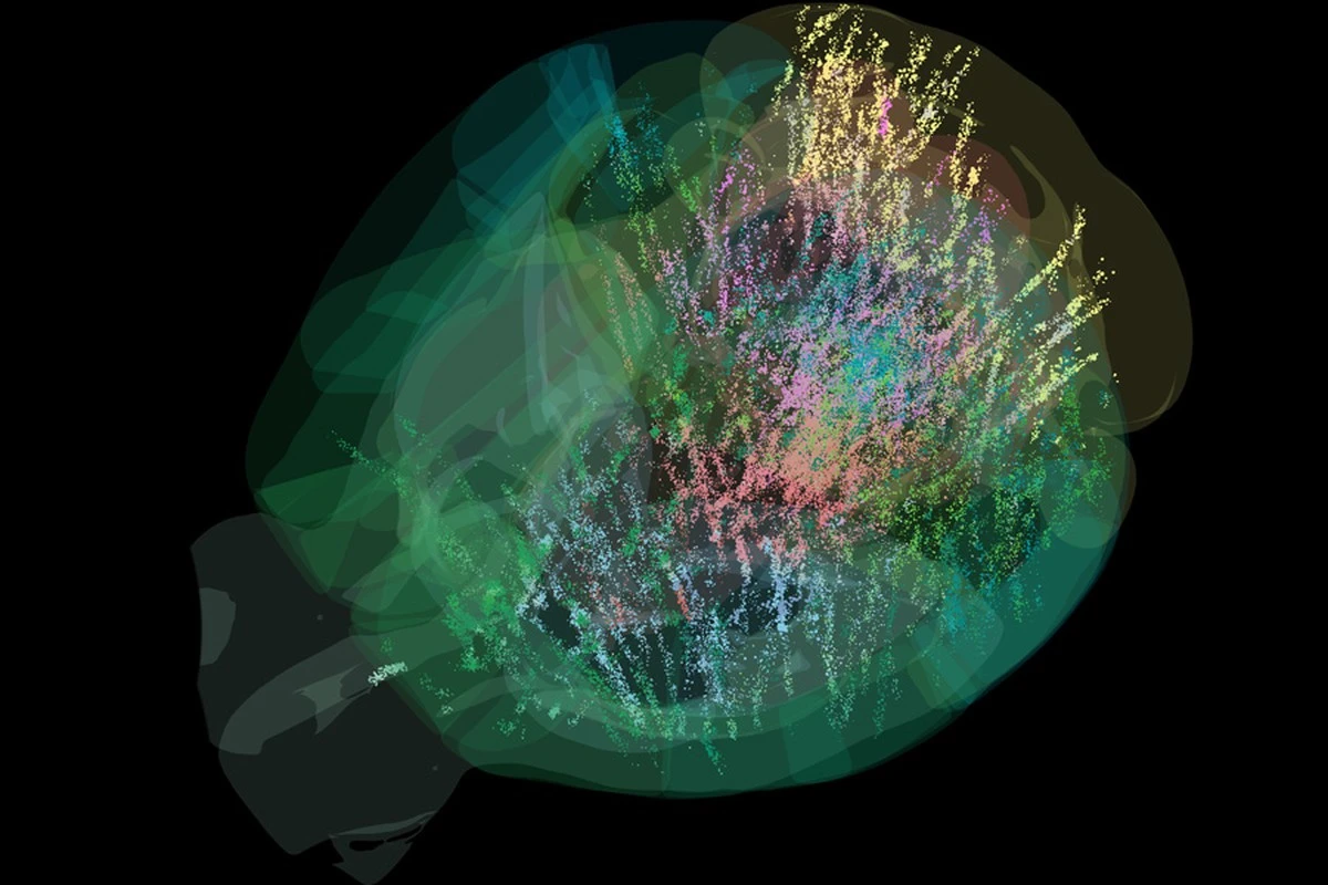 Proč vědci nyní přehrávají videa z myších mozků pixel po pixelu - image 1