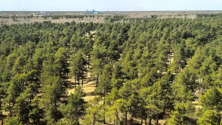 Proč vědci začali vysazovat pásy keřů na okraji největších pouští světa