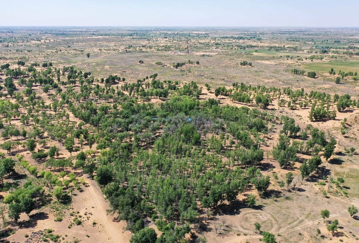 Proč vědci začali vysazovat pásy keřů na okraji největších pouští světa - image 1