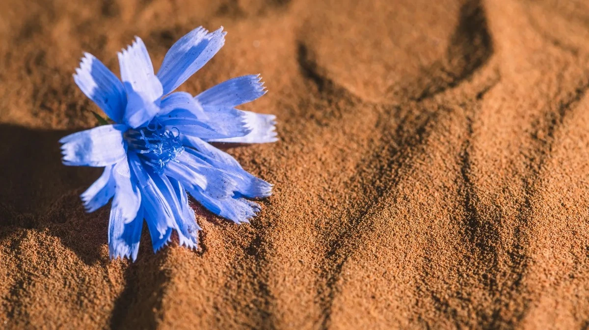 Proč zkušení biohackeři pijí ráno místo kávy šálek čekanky